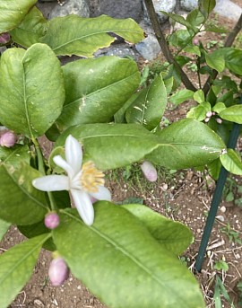 レモン開花