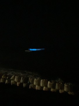 夜光虫